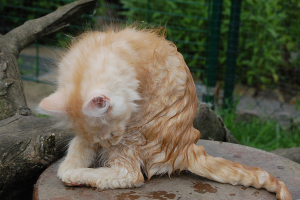 ein Bad genommen.jpg